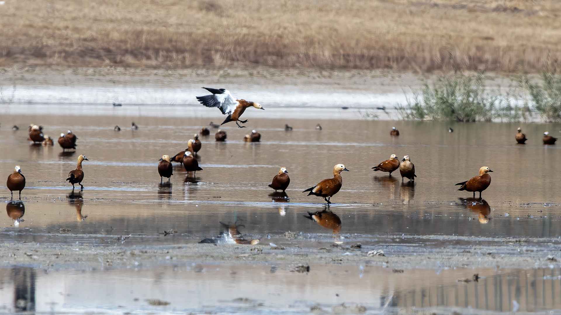 Ruddy Shelduck